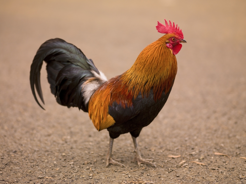 Rooster Poster Print by Keith Levit - 18 x 13