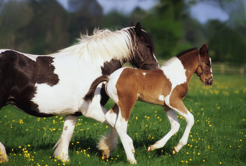 DPI1807304LARGE Piebald Mare & Foal Poster Print by The Irish Image Collection, 36 x 24 - Large