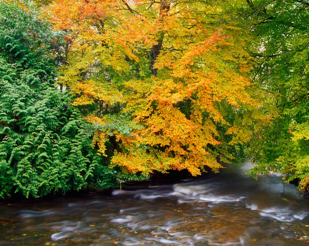 River Camcor in The Fall - Co Offaly River Camcor Ireland Poster Print by The Irish Image Collection - 34 x 26 - Large