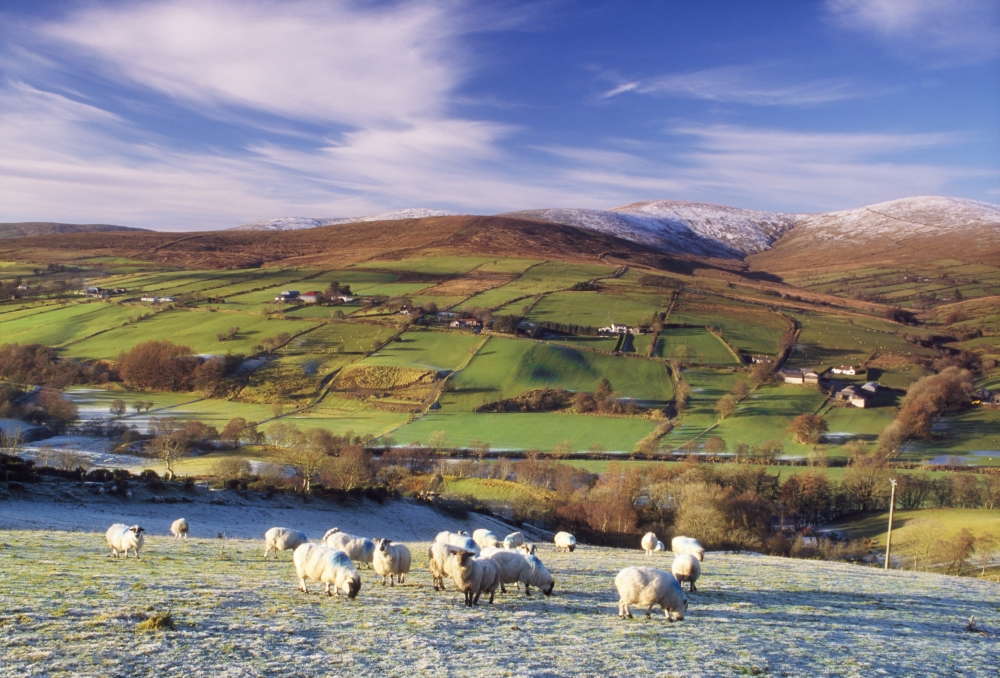 Sperrin Mountains County Tyrone Ireland Sheep Poster Print by The Irish Image Collection - 36 x 24 - Large