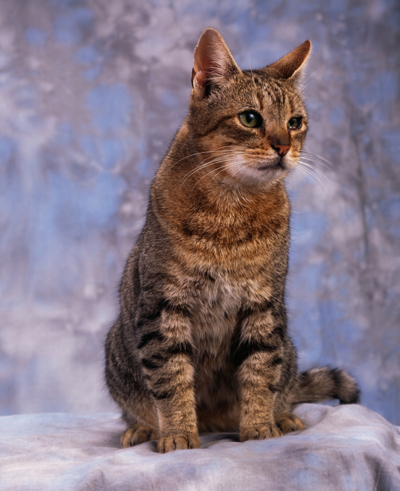 DPI1812006 Tabby Cat - Portrait of A Cat Poster Print by The Irish Image Collection, 13 x 17