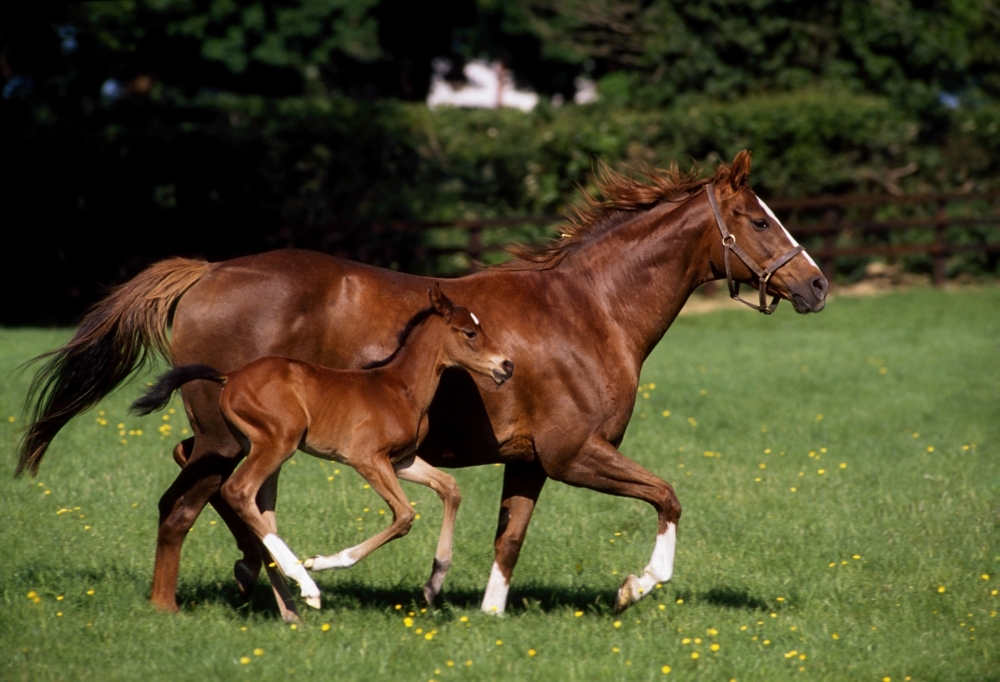 Thoroughbred Mare & Foal Galloping Ireland Poster Print by The Irish Image Collection - 18 x 12