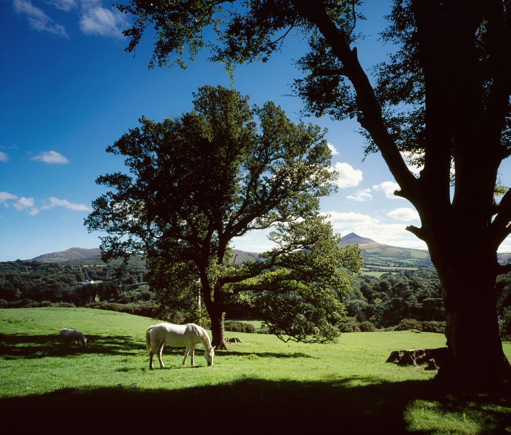 White Horse At Powerscourt Co Wicklow Ireland Poster Print - Large