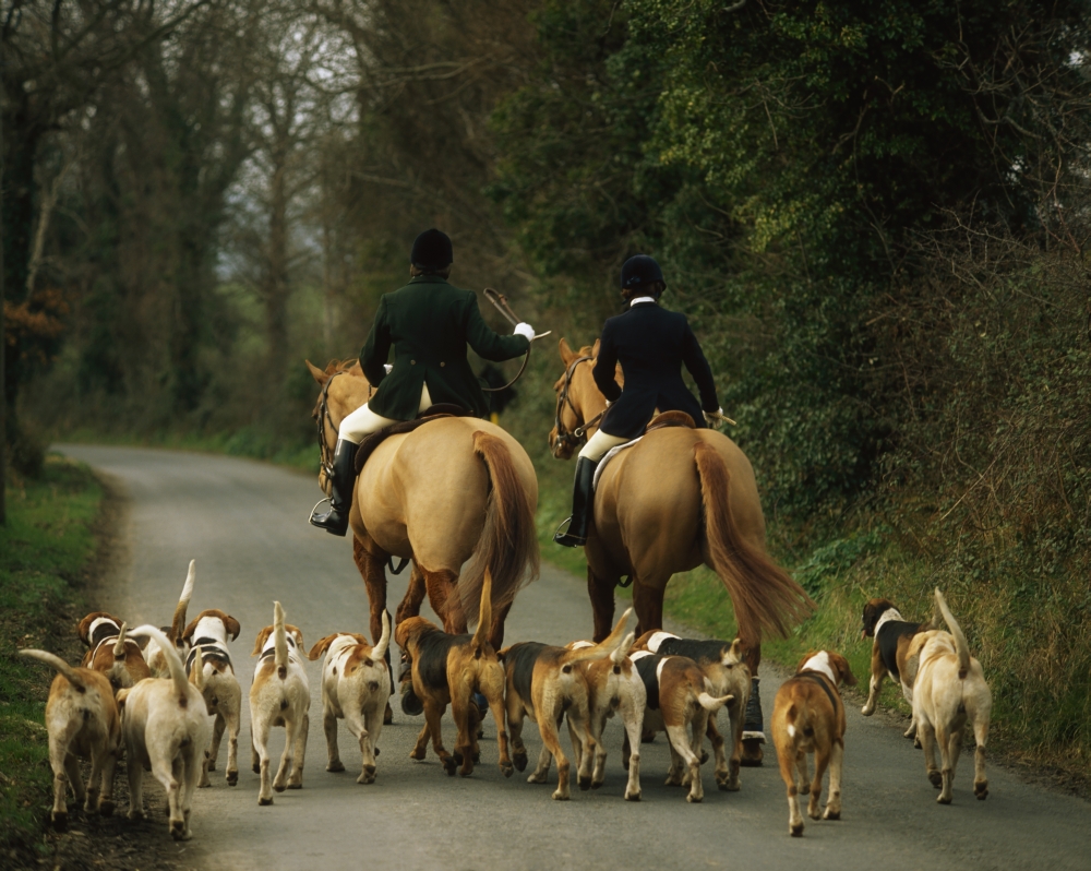 The Bray Harriers Co Wicklow Ireland Poster Print by The Irish Image Collection - 17 x 13