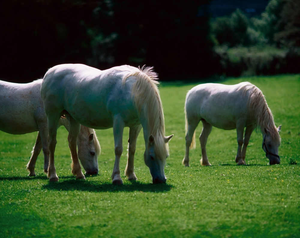 DPI1813361 White Horses Ireland Poster Print by The Irish Image Collection, 17 x 13