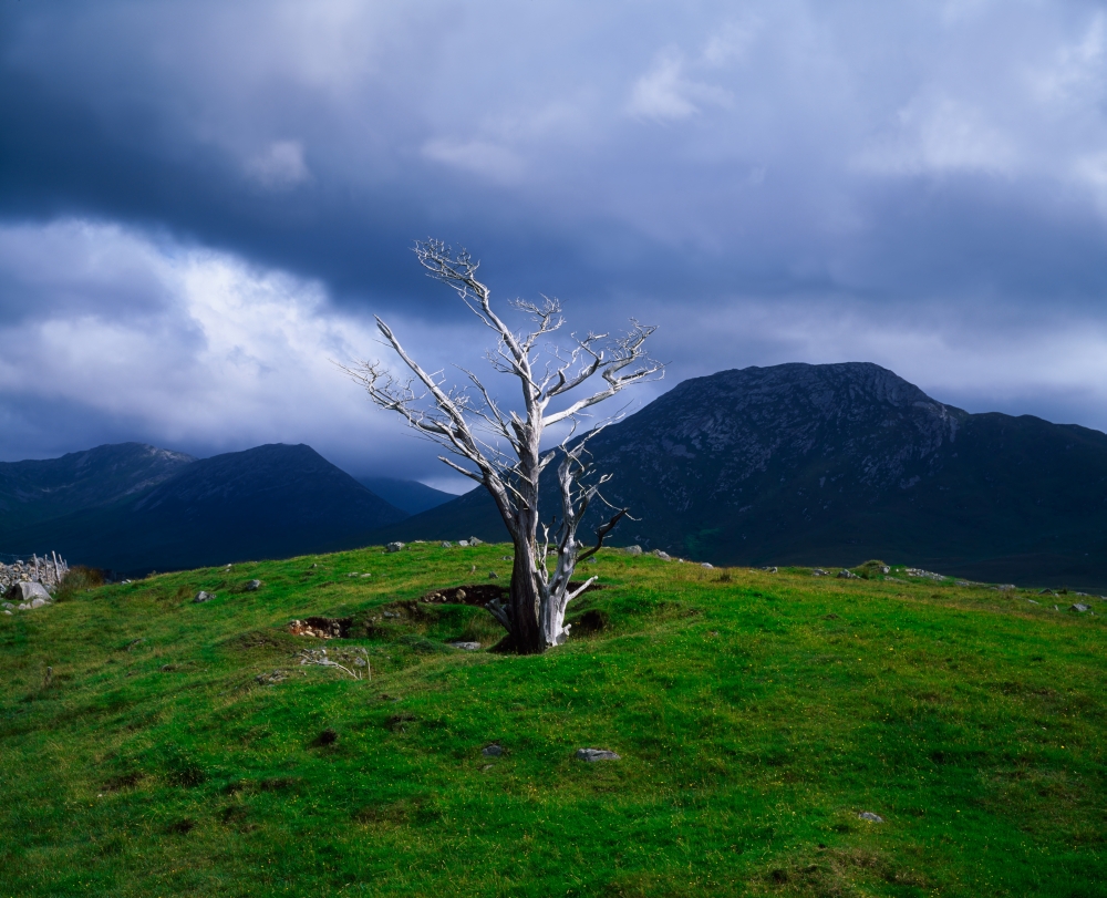 Dead Tree Connemara Co Galway Ireland Poster Print by The Irish Image Collection - 32 x 26 - Large