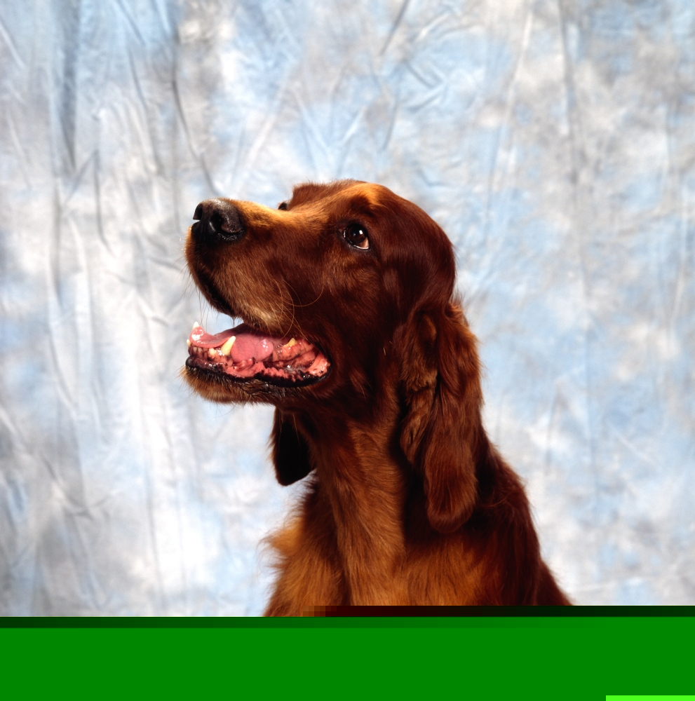 Irish Red Setter Poster Print by The Irish Image Collection, 15 x 15
