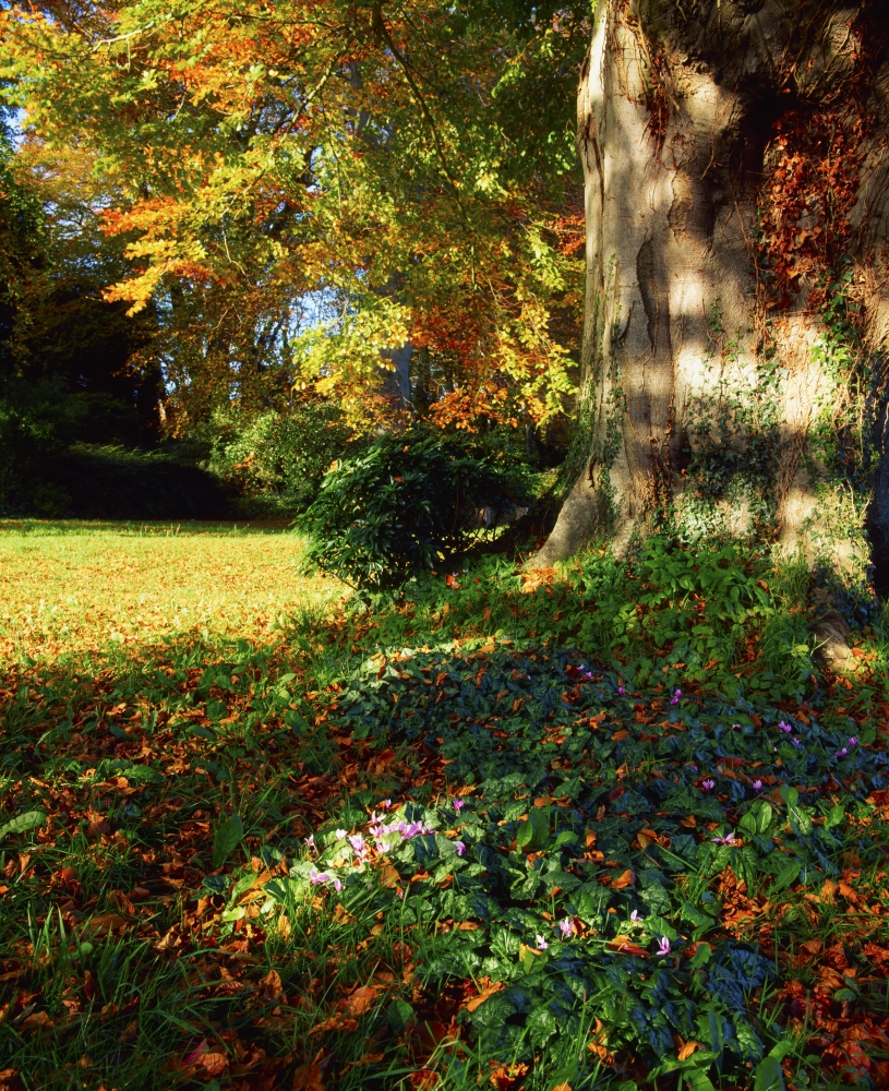 Fernhill Gardens Co Dublin Ireland - Cyclamen Under A Beech Tree Poster Print by The Irish Image Collection - 26 x 32 - Large