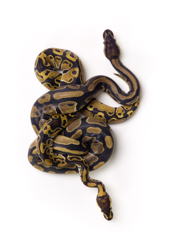Two Ball Python Snakes Intertwined Poster Print by Corey Hochachka, 12 x 17