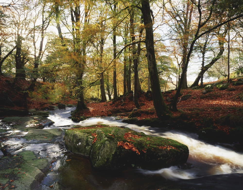 Sally Gap County Wicklow Ireland - Creek in Woods in Autumn Poster Print by The Irish Image Collection, 17 x 13
