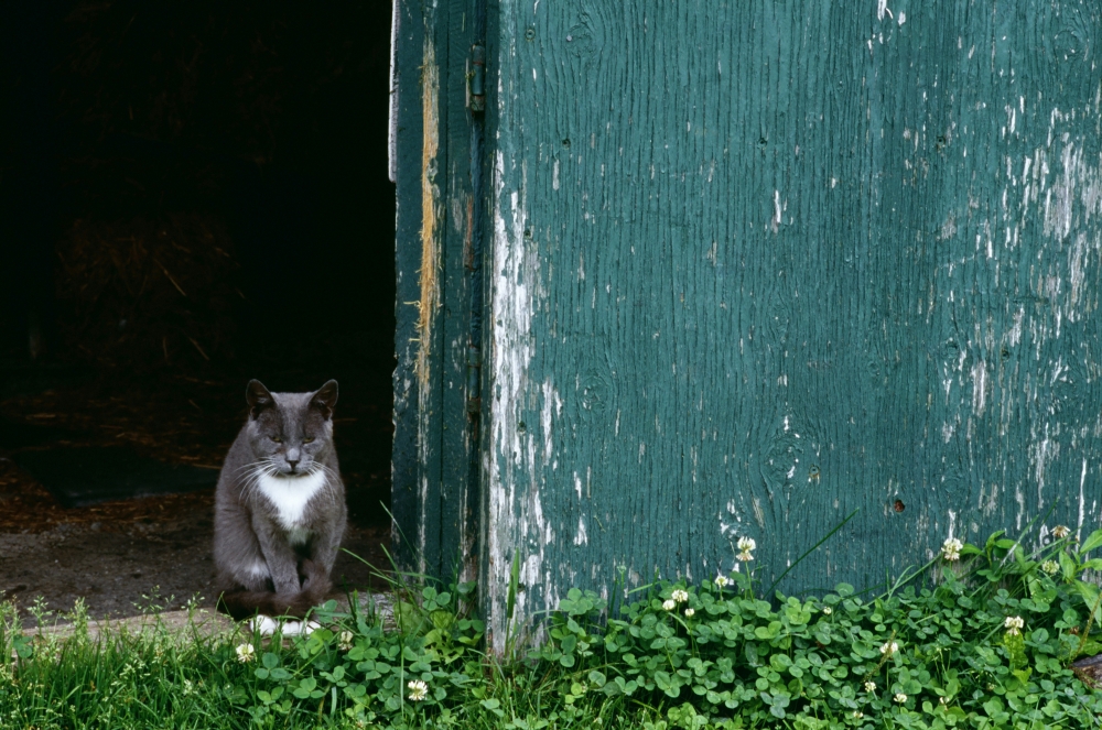 Cat in a Doorway Poster Print by David Chapman - 17 x 11
