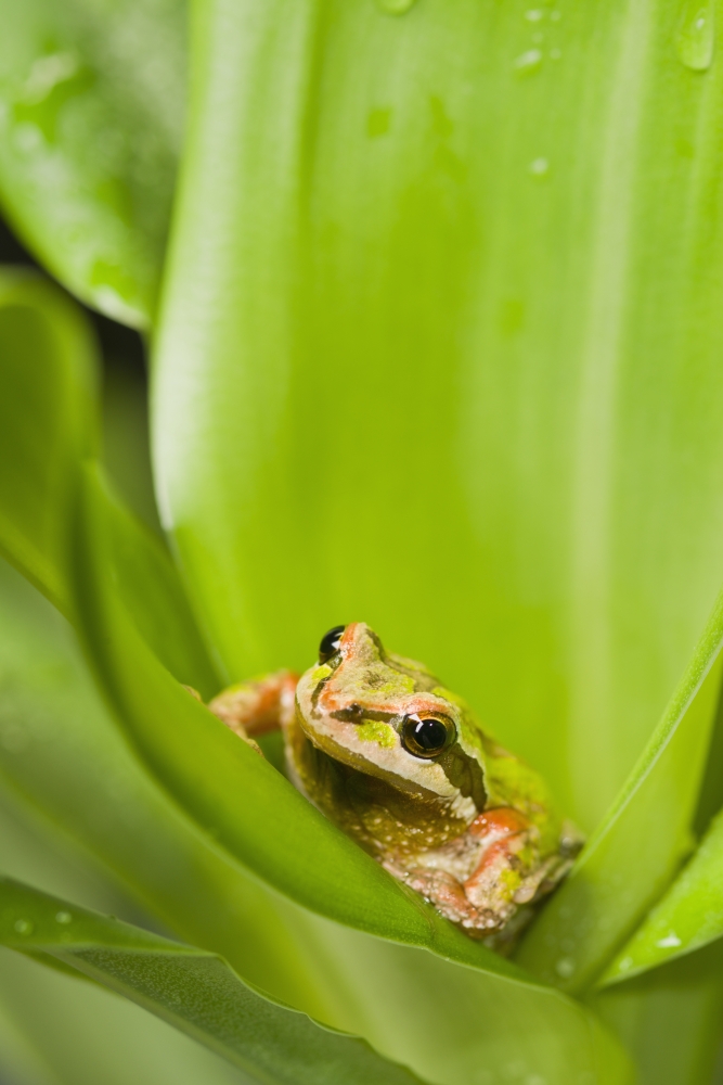 Pacific Chorus Frog Pseudacris Regilla in Leaf Rosette - St. Albert Alberta Canada Poster Print by Corey Hochachka - 12 x 19