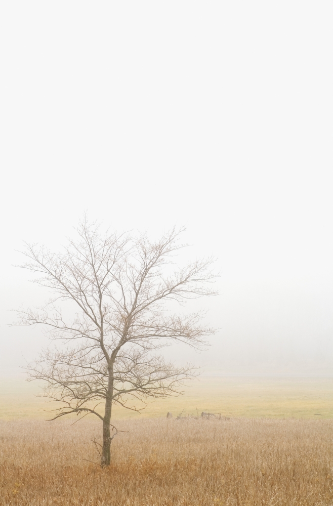 Lone Tree in a Wheat Field Poster Print by Chris & Kate Knorr - 12 x 18