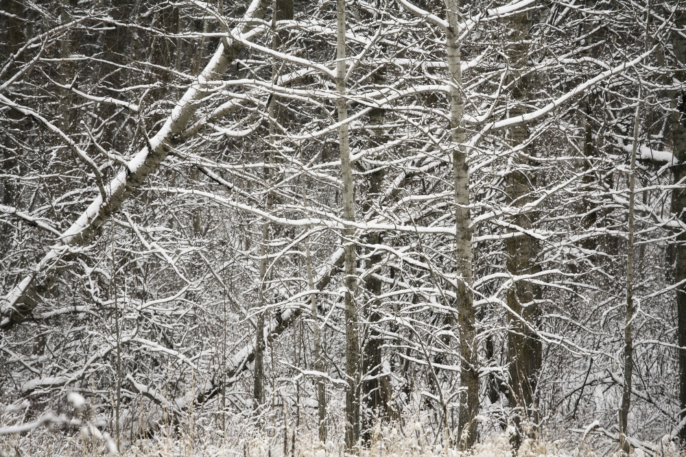 Snow Covered Branches Poster Print by Carson Ganci, 34 x 22 - Large