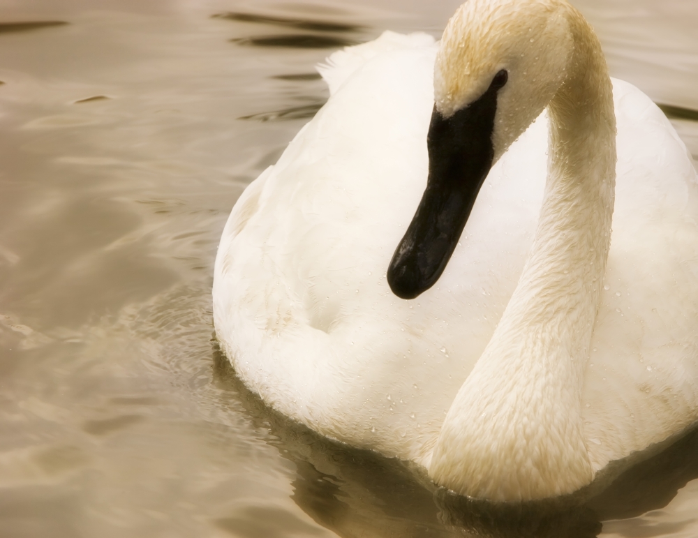 Swan Poster Print by Chris & Kate Knorr, 17 x 13