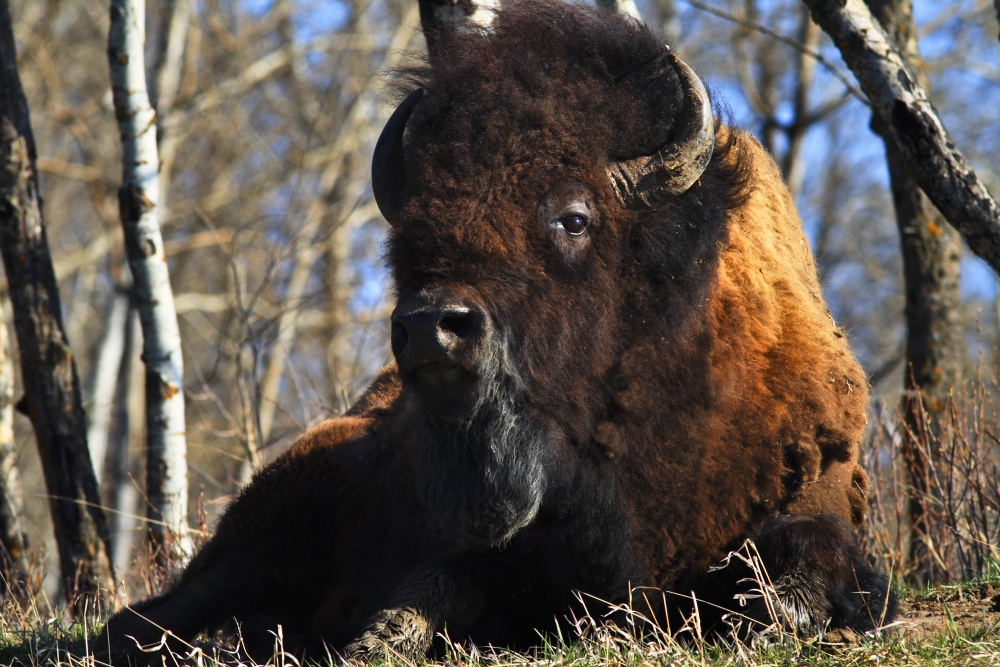 A Buffalo Resting Poster Print by Richard Wear, 34 x 22 - Large