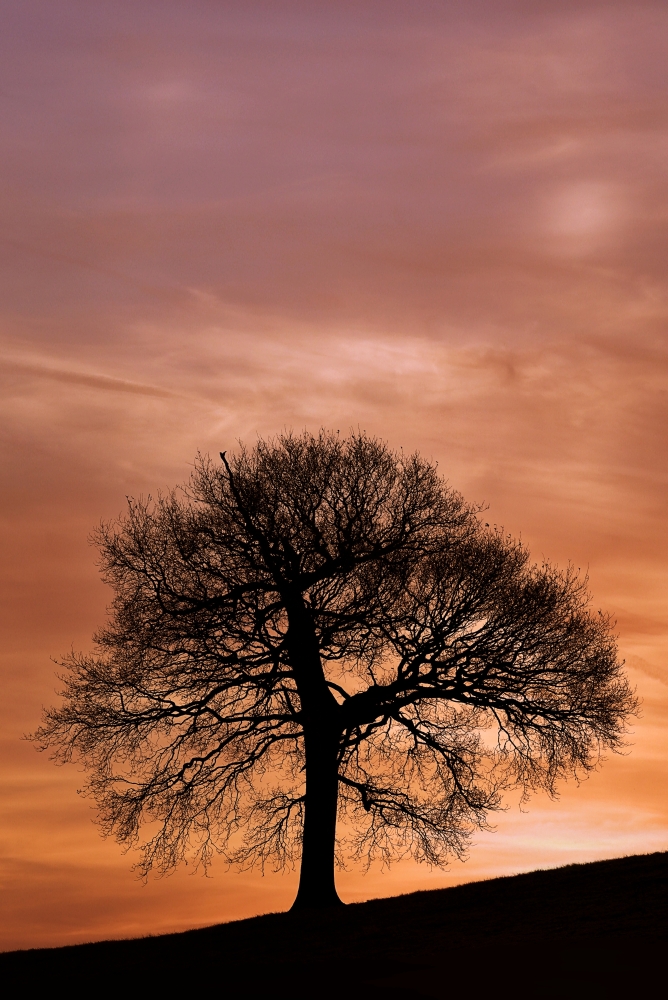 Tree Against A Sunset Sky Nottinghamshire England Poster Print by Chris Upton - 11 x 17