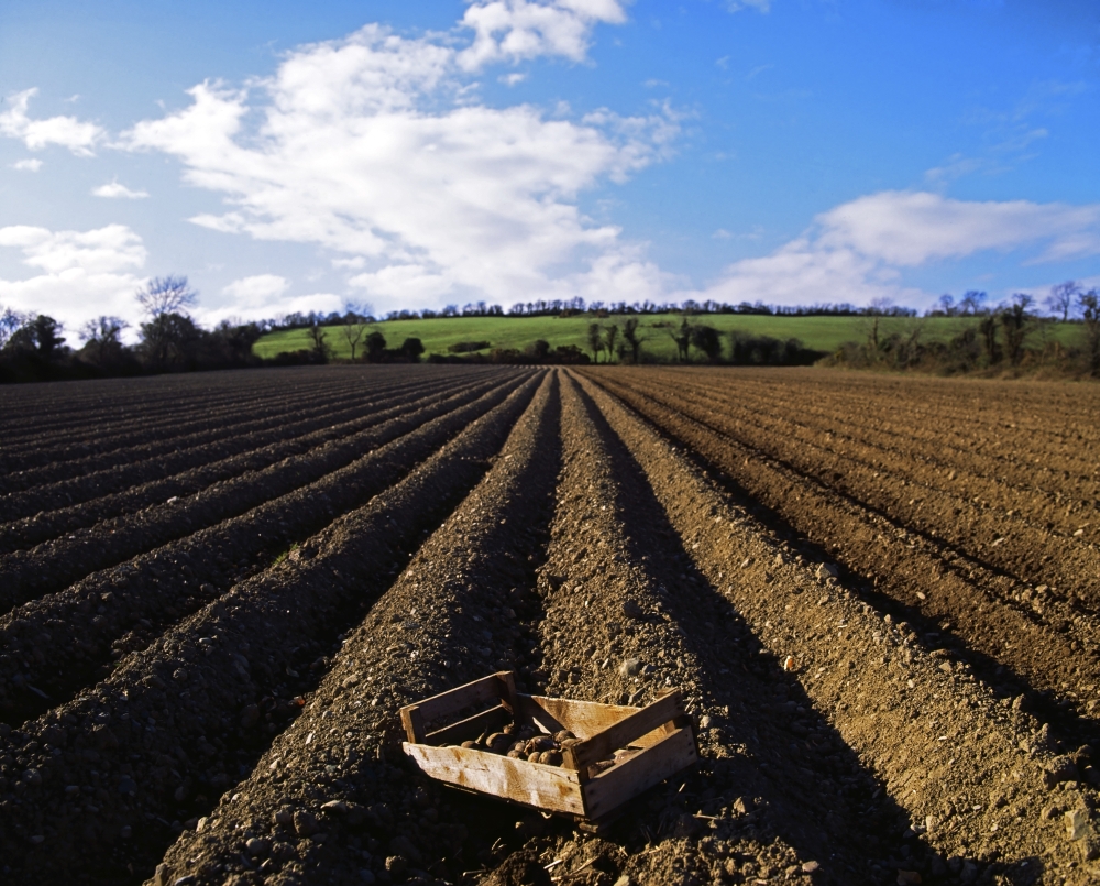 Potato Field Ireland Poster Print by The Irish Image Collection - 17 x 13