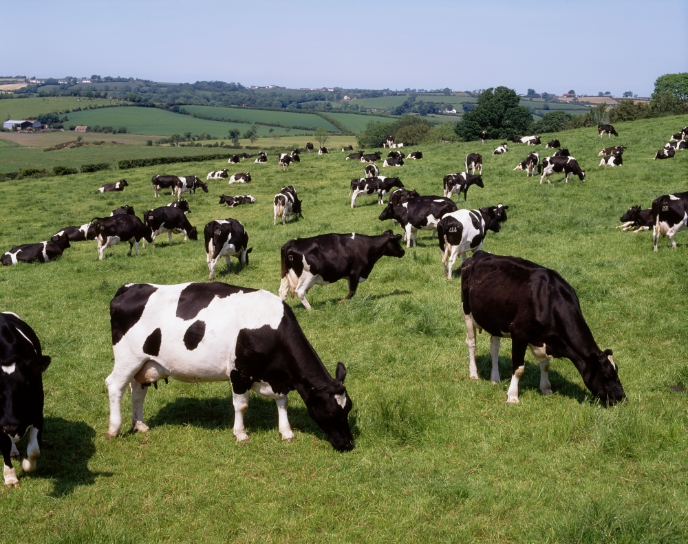 Ireland - Friesian Cattle Poster Print by The Irish Image Collection - 17 x 13