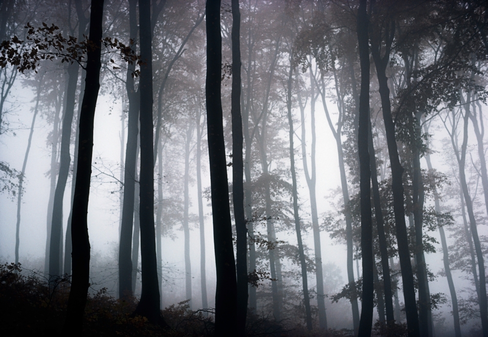Foggy Woods - Ireland Poster Print - 18 x 12
