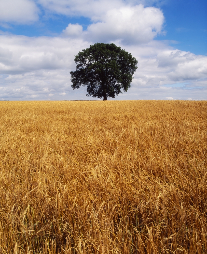 Ireland Barley Field with Oak Tree Poster Print - 26 x 32 - Large