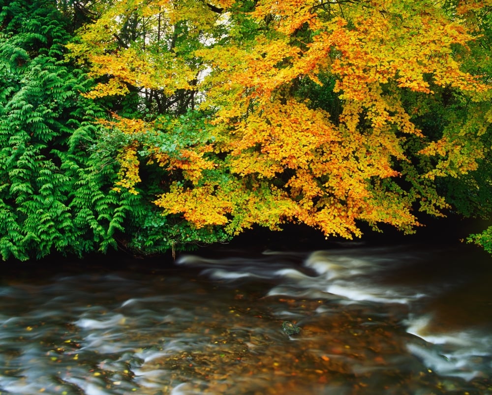 Trees Along A River Bank - Ireland Poster Print - 17 x 13