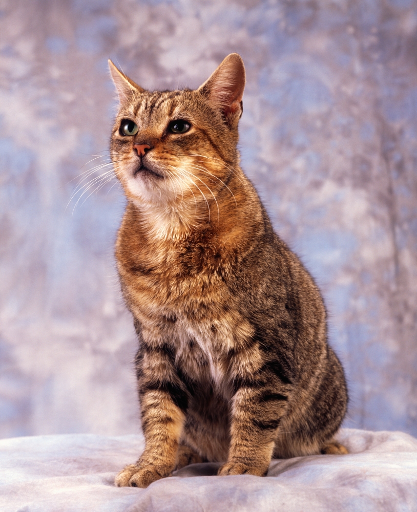 DPI1812007 Tabby Cat - Portrait of A Cat Poster Print by The Irish Image Collection, 13 x 17