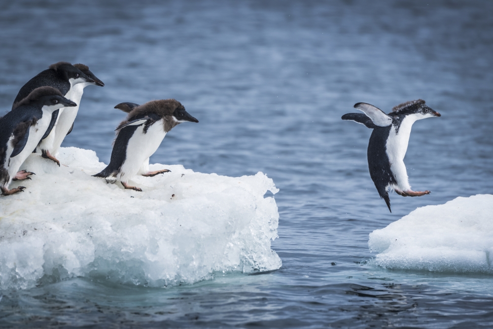 Adelie Penguins Pygoscelis Adeliae Diving Between Two Ice Floes - Antarctica Poster Print by Nick Dale, 38 x 24 - Large