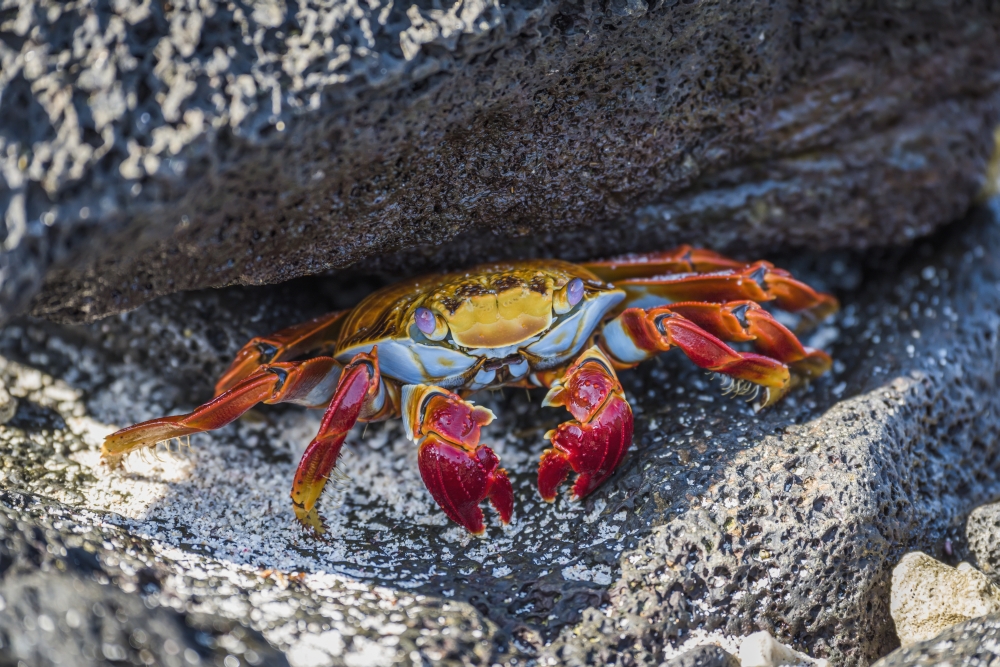 Adult Sally Lightfoot Crab Grapsus Grapsus Under Grey Rock - Galapagos Islands Ecuador Poster Print by Nick Dale - 36 x 24 - Large