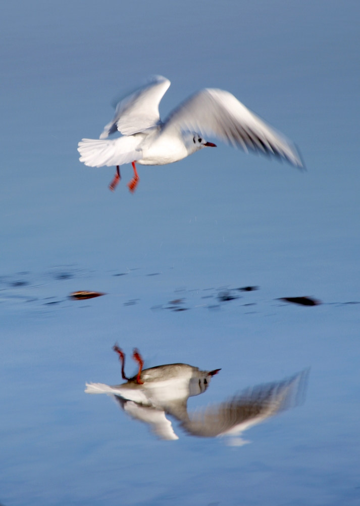 Bird Landing Poster Print by John Short - 24 x 34 - Large