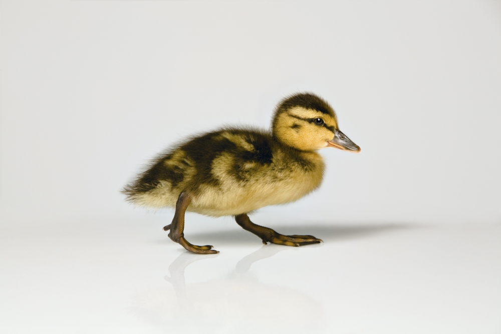 Duckling Walking Poster Print by Leah Hammond, 34 x 22 - Large