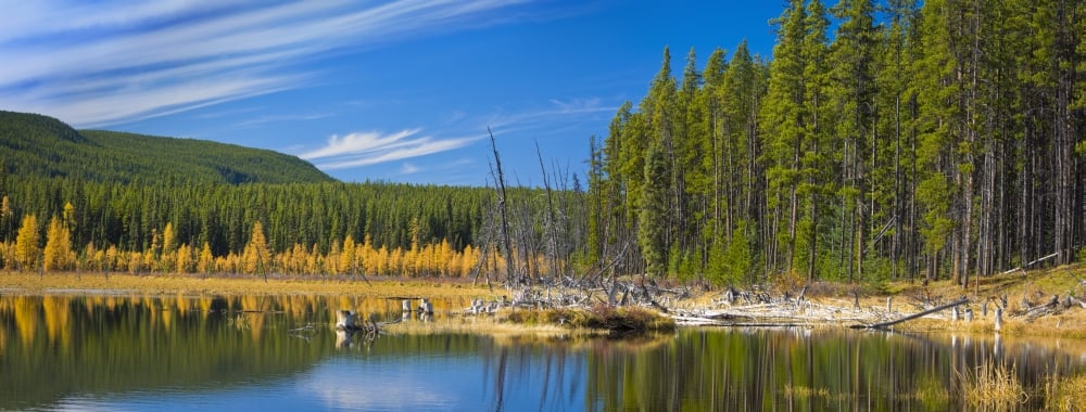 DPI1817272 Wilmore Wilderness in The Fall Alberta Canada Poster Print by Corey Hochachka, 32 x 12