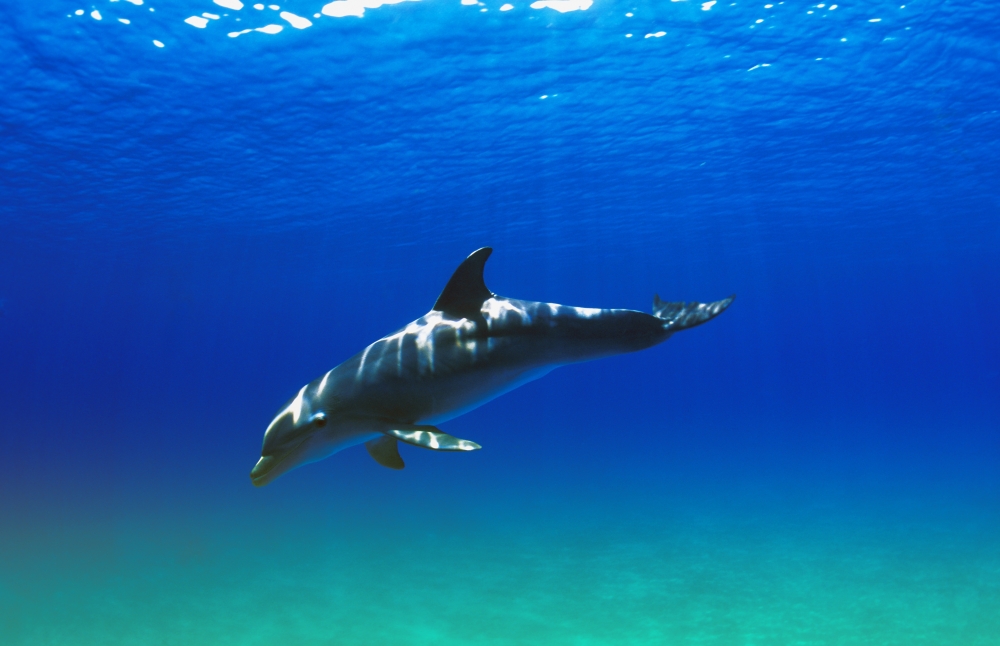 Bottlenose Dolphin Poster Print by Carson Ganci, 34 x 22 - Large