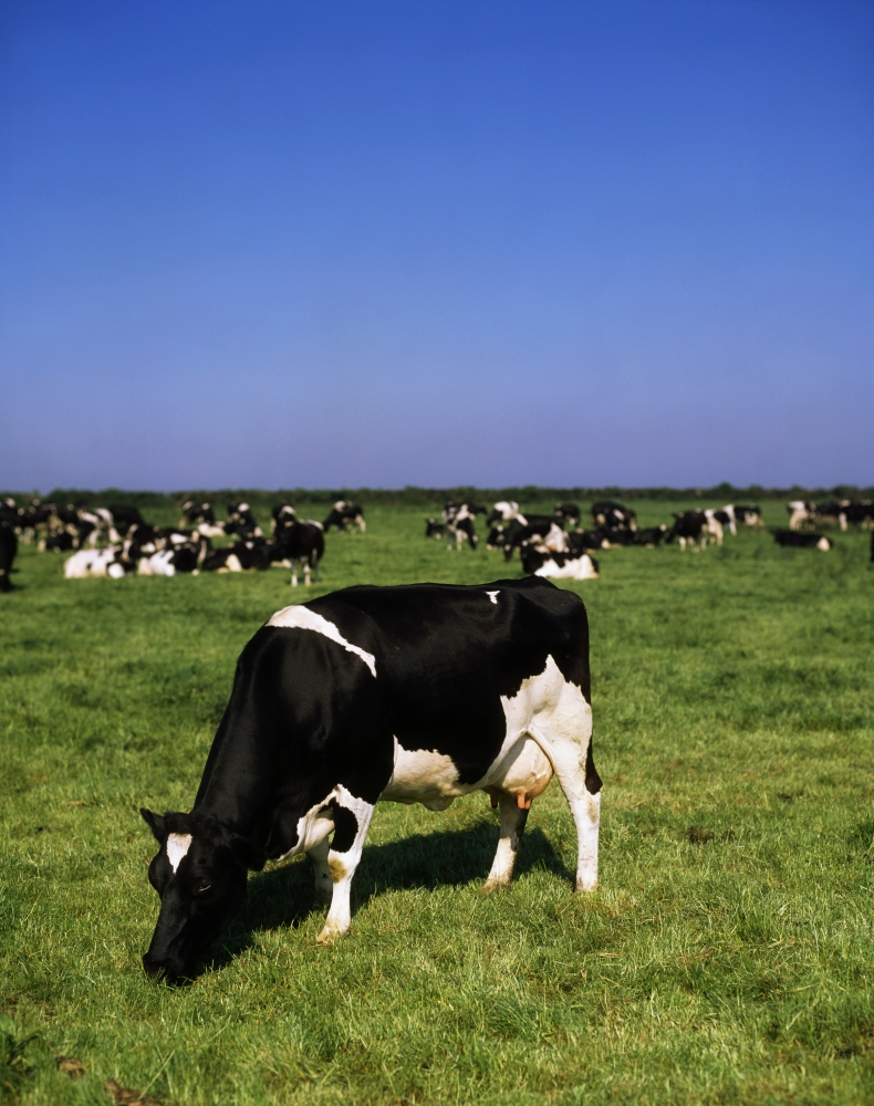 DPI1815791 Ireland - Friesian Cattle Poster Print by The Irish Image Collection, 13 x 17