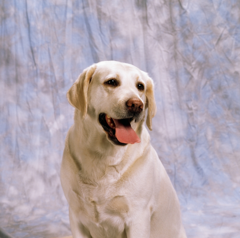 Labrador Retriever Poster Print by The Irish Image Collection, 24 x 24 - Large