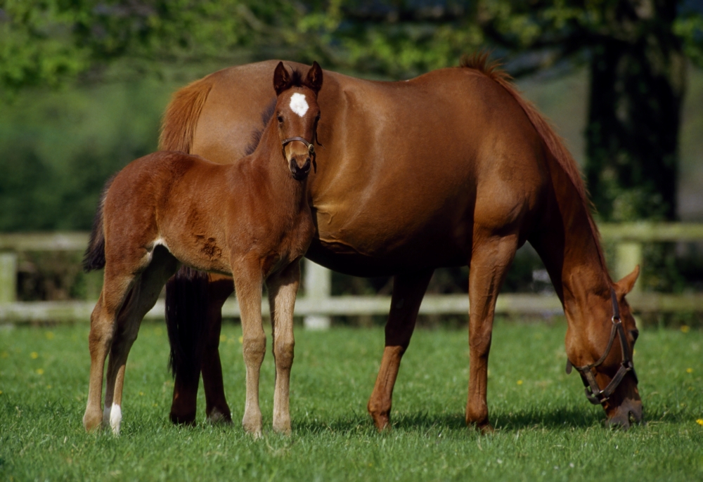 DPI1812559 Thoroughbreds Mare & Foal Ireland Poster Print by The Irish Image Collection, 18 x 12