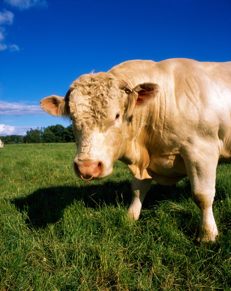 DPI1817660 Charolais Bull Ireland Poster Print by The Irish Image Collection, 13 x 17
