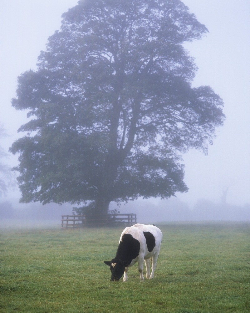 DPI1815523 Friesian Cow Ireland Poster Print by The Irish Image Collection, 13 x 17