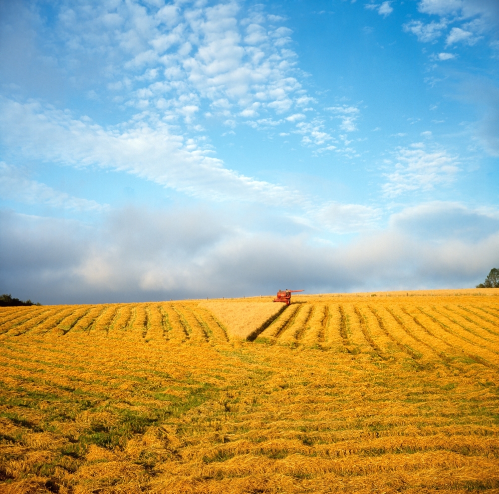 Combine Harvesting A Wheat Field Poster Print by The Irish Image Collection, 24 x 24 - Large