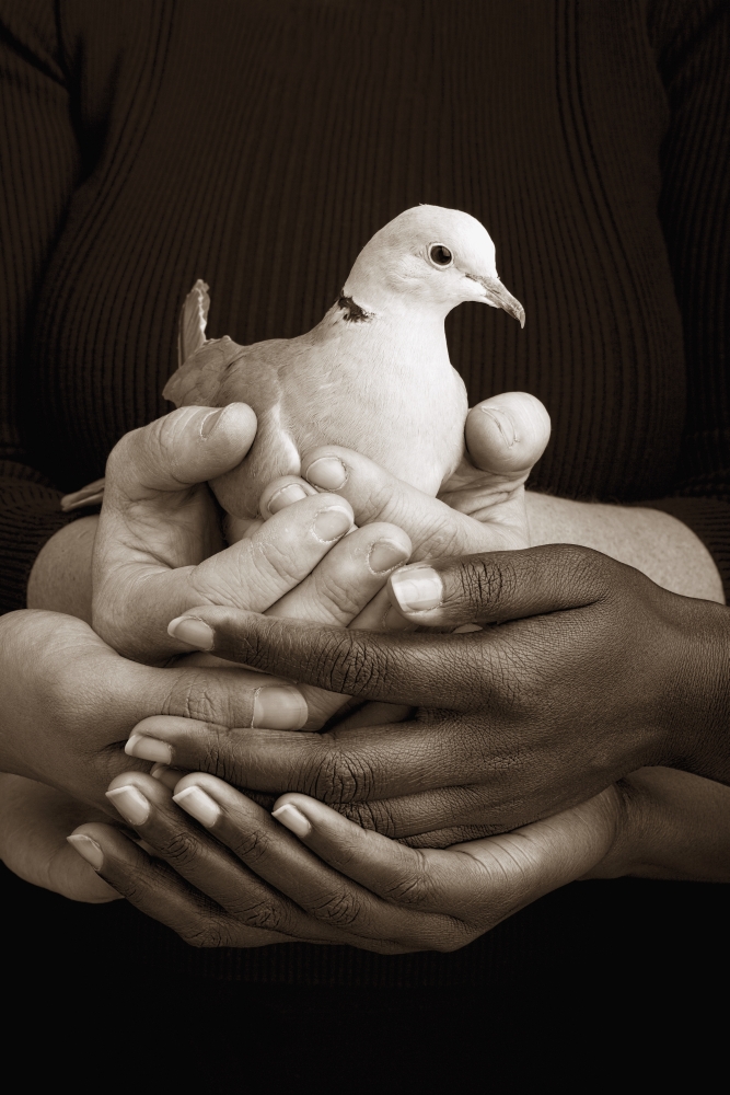 Many Hands Holding A Dove Poster Print by Ron Nickel, 12 x 18