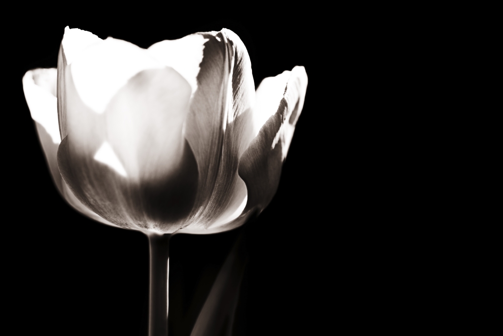 Tulip Poster Print by Chris & Kate Knorr, 36 x 24 - Large