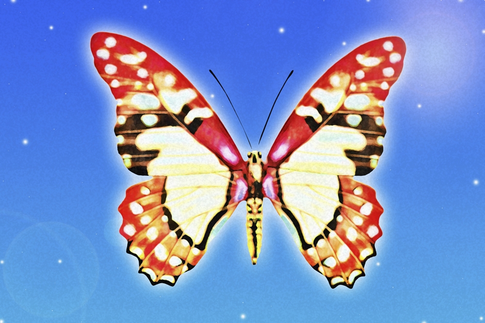 Butterfly Poster Print by Chris & Kate Knorr - 36 x 24 - Large