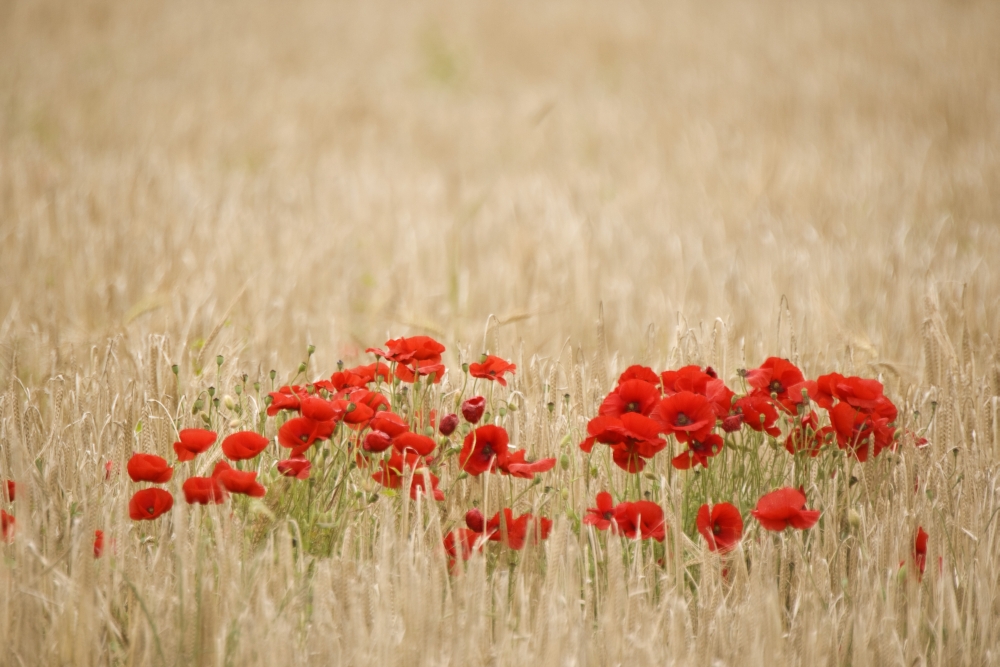 Poppies Growing Wild Poster Print by John Short - 17 x 11