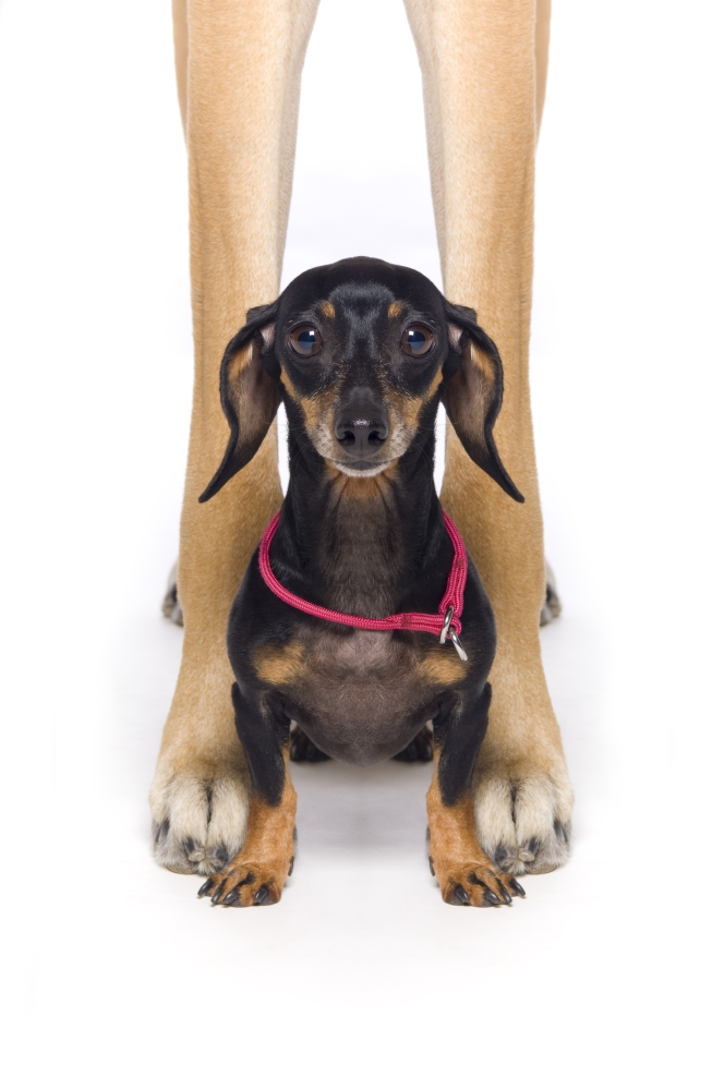 Great Dane & A Dachshund Poster Print by Corey Hochachka, 22 x 34 - Large