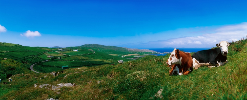 Beara Peninsula West Cork County Cork Ireland - Cattle Resting On Hillside Poster Print by The Irish Image Collection, 36 x 14 - Large