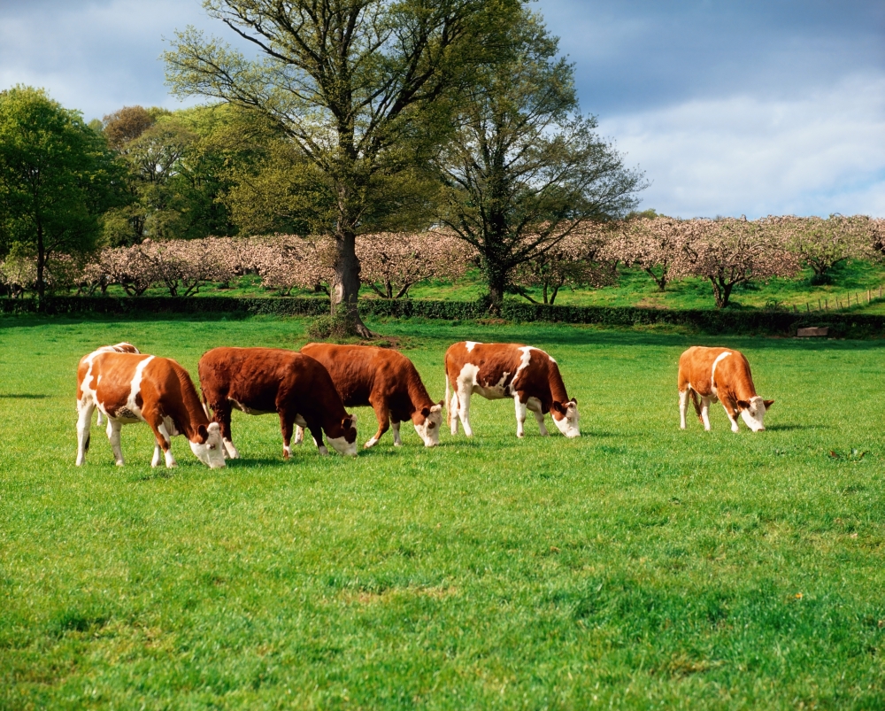 Hereford Bullocks Poster Print by The Irish Image Collection, 34 x 26 - Large