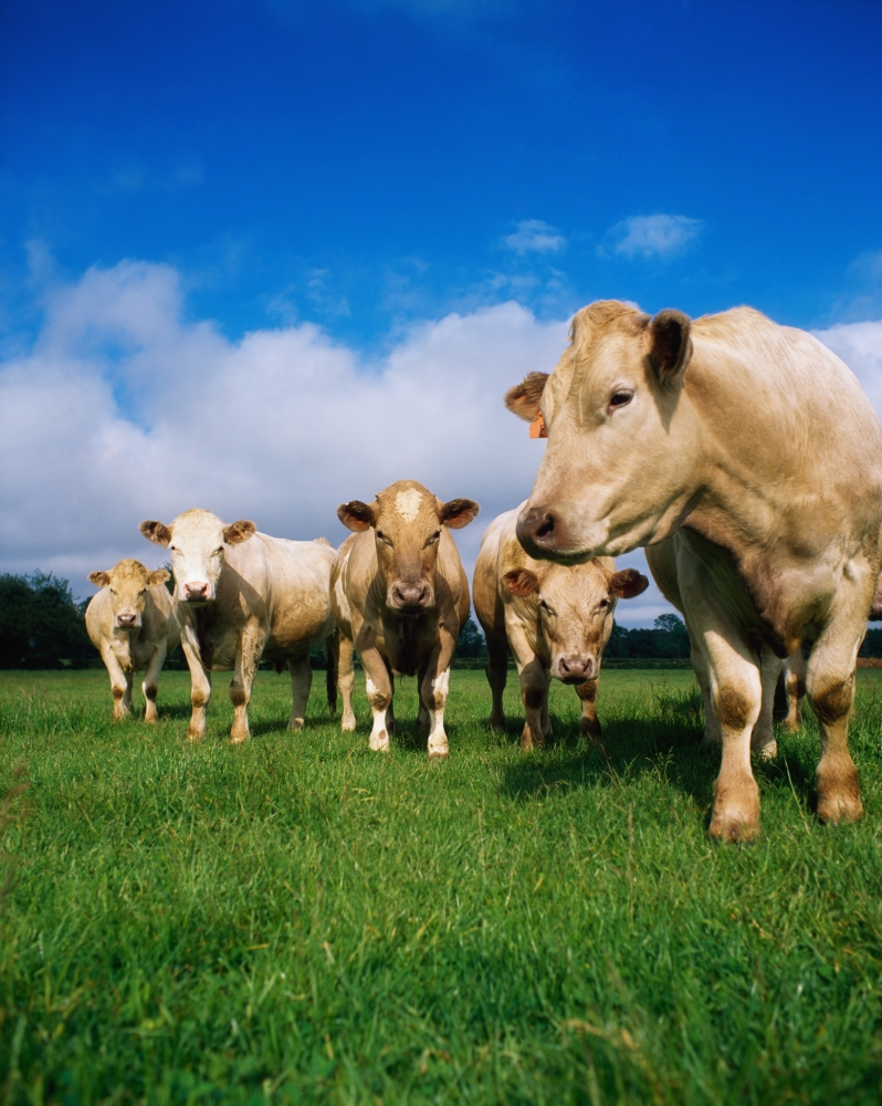 Cattle Charolais Poster Print by The Irish Image Collection, 26 x 34 - Large