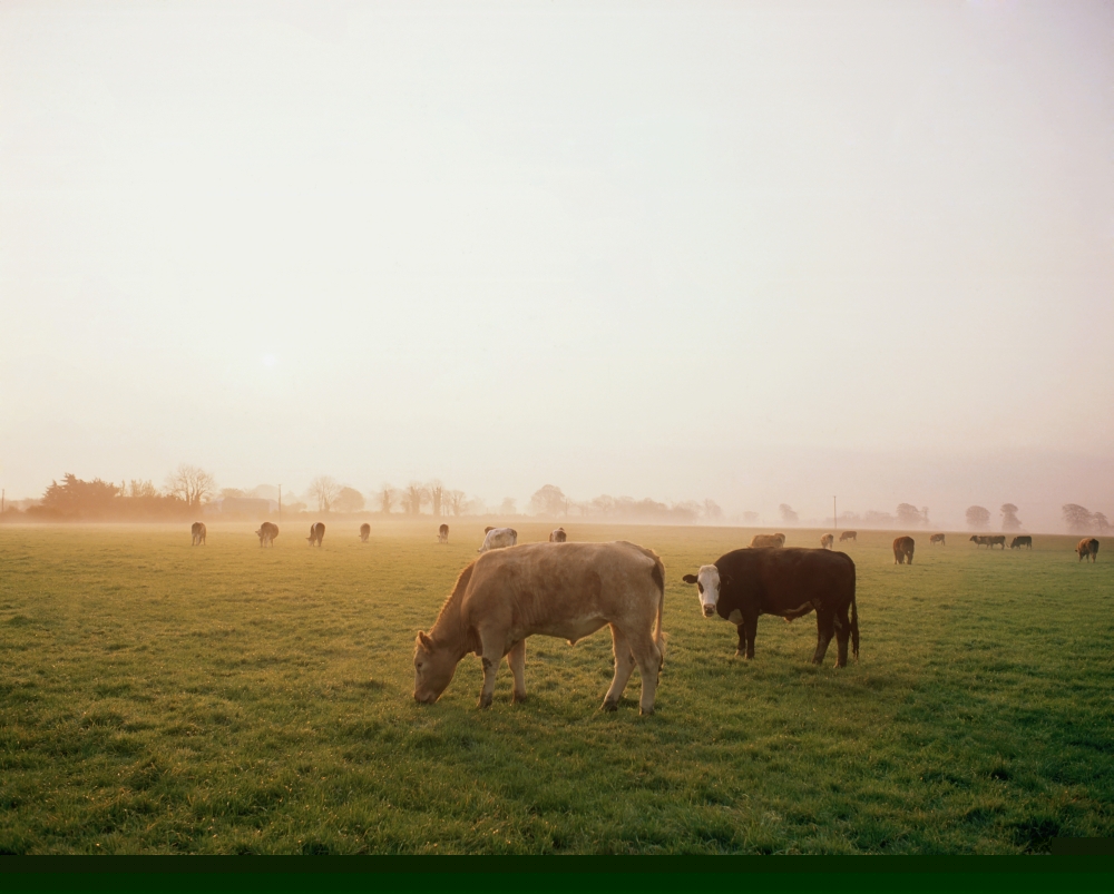 DPI1817661 Hereford Cattle Ireland Poster Print by The Irish Image Collection, 17 x 13