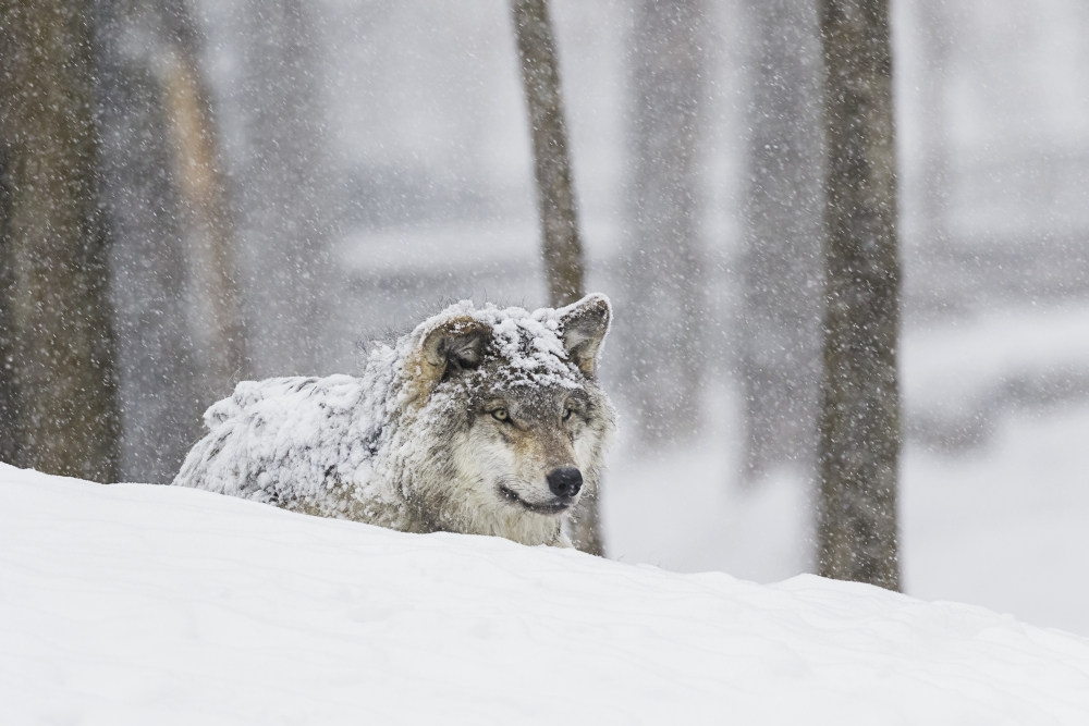 DPI12304040 Grey Wolf Canis Lupus During A Snow Storm - Montebello Quebec Canada Poster Print by Dominic Marcoux, 18 x 12