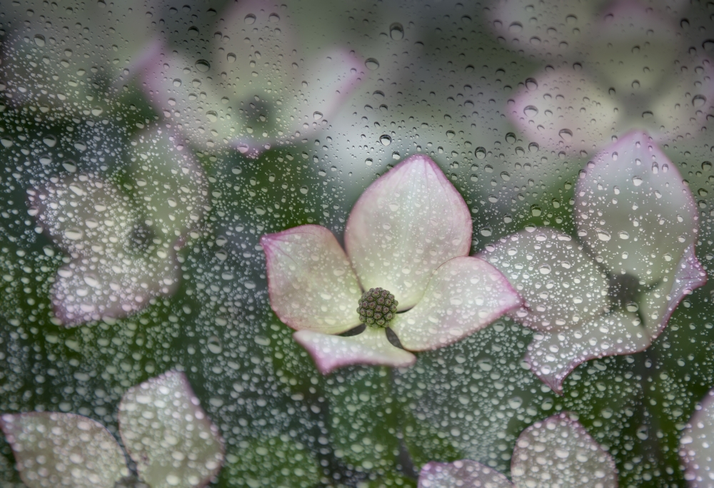 DPI12304837 Raindrops On Glass with A View of Pink Dogwood Blossoms - British Columbia Canada Poster Print by Debra Brash, 18 x 12